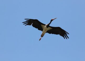 Πρώτος Μαυροπελαργός Ciconia nigra εθεάθη στο Δάσος Δαδιάς για το 2026