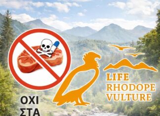Σοβαρό περιστατικό δηλητηρίασης άγριας πανίδας στη Σταυρούπολη – Νεκρός και σπάνιος Ασπροπάρης