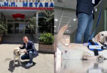 «Έπιασε δουλειά» στο Νοσοκομείο Μεταξά ο πρώτος σκύλος θεραπείας του Ε.Σ.Υ. – Εντάσσεται ως σταθερός υγειονομικός «υπάλληλος»!