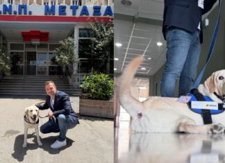 «Έπιασε δουλειά» στο Νοσοκομείο Μεταξά ο πρώτος σκύλος θεραπείας του Ε.Σ.Υ. – Εντάσσεται ως σταθερός υγειονομικός «υπάλληλος»!
