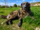 Απολογισμός 2025 για το πρόγραμμα αδέσποτων ζώων του Δήμου Αλεξανδρούπολης