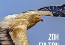 Διάκριση για το πρόγραμμα προστασίας του Ασπροπάρη στα Life Awards 2026