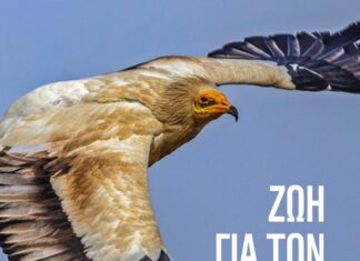 Διάκριση για το πρόγραμμα προστασίας του Ασπροπάρη στα Life Awards 2026