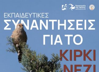 «LIFE for Lesser Kestrel»: Πάνω από 300 παιδιά σε Έβρο και Κιλκίς στην πρώτη γραμμή για την προστασία του Κιρκινεζιού