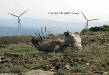 Ανησυχία για τα νεκρά πουλιά και τις νυχτερίδες στις ανεμογεννήτριες της Θράκης – Στις 735 οι καταγραφές έως τον Μάρτιο του 2026