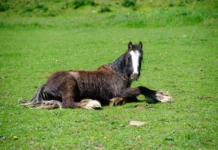 Σύλληψη στην Καβάλα για παραβίαση κανόνων ευζωίας αλόγου