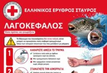 Πρώτες βοήθειες σε περίπτωση δαγκώματος από λαγοκέφαλο: Συνέντευξη Νοσηλεύτριας-Εκπαιδεύτριας του Ε.Ε.Σ. Αλεξανδρούπολης