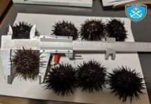 Αλεξανδρούπολη: Συνελήφθησαν τρεις άνδρες για παράνομη αλιεία και μεταφορά 3.584 αχινών
