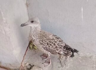 Αλεξανδρούπολη: Βρίσκω νεαρό γλάρο ή άλλο πουλάκι – Τι πρέπει να κάνουμε και τι να αποφύγουμε