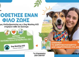 Δήμος Αλεξανδρούπολης: Κίνητρο για υιοθεσίες αδέσποτων με δωρεάν υπηρεσία περιποίησης σκύλων